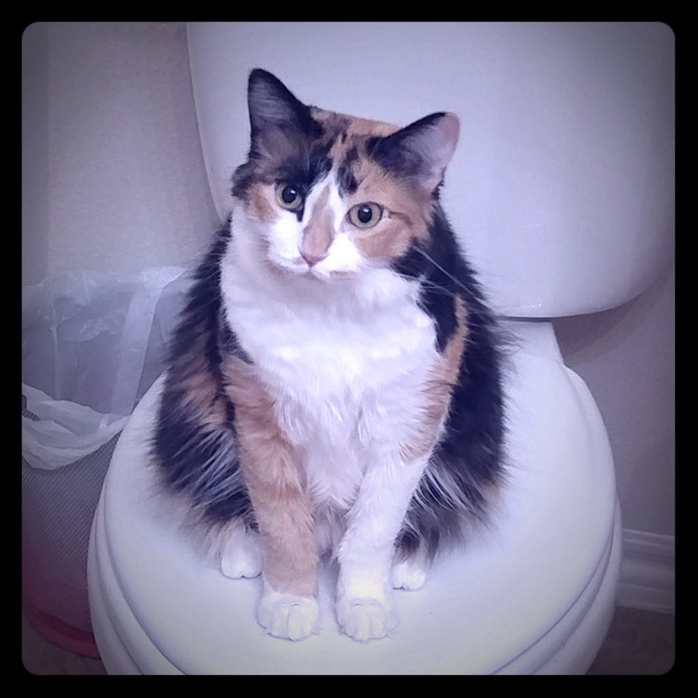 Meet your Posher, Erin